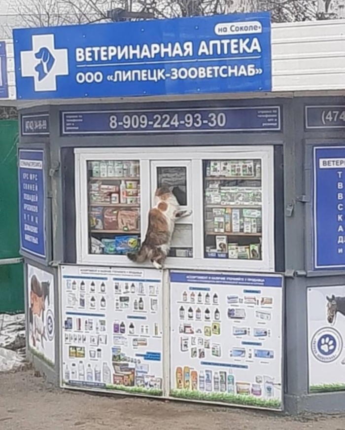 В Липецке очень самостоятельные кошки Ветаптека, Липецк, Самостоятельность, Животные, Кот