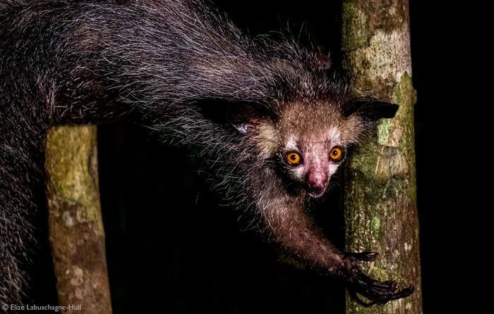 Мадагаскарская руконожка, она же ай-ай Руконожка, Эндемик, Вымирающий вид, Приматы, Дикие животные, Дикая природа, Мадагаскар, Фотография, Ночная съемка