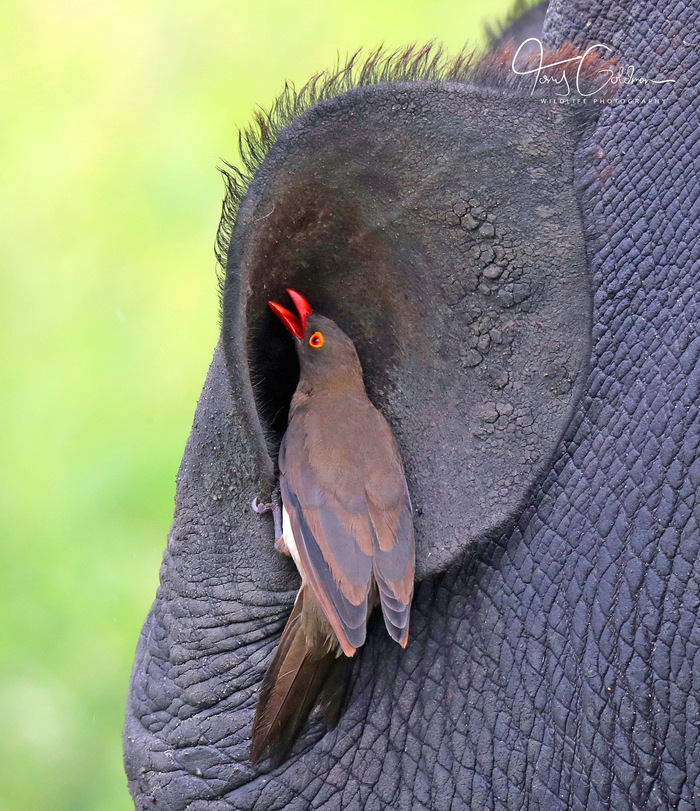 Красноклювый буйволовый скворец очищает ухо носорога от паразитов Скворец, Птицы, Дикие животные, Дикая природа, Южная Африка, Фотография, Уши, Носорог