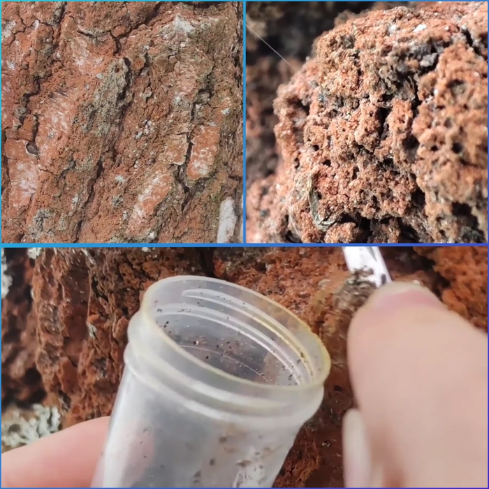 Кого зимой изучать под Микроскопом? Тихоходок! Микроскоп, Тихоходка, Биология, Видео, Вертикальное видео, Длиннопост