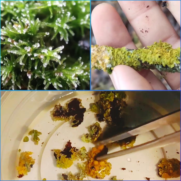 Кого зимой изучать под Микроскопом? Тихоходок! Микроскоп, Тихоходка, Биология, Видео, Вертикальное видео, Длиннопост