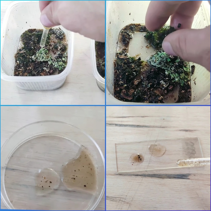 Кого зимой изучать под Микроскопом? Тихоходок! Микроскоп, Тихоходка, Биология, Видео, Вертикальное видео, Длиннопост