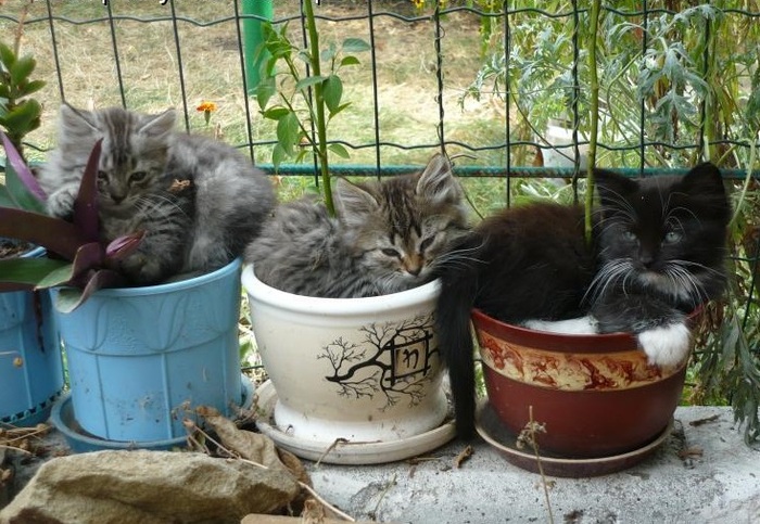 Коробки кончились, зато горшков навалом