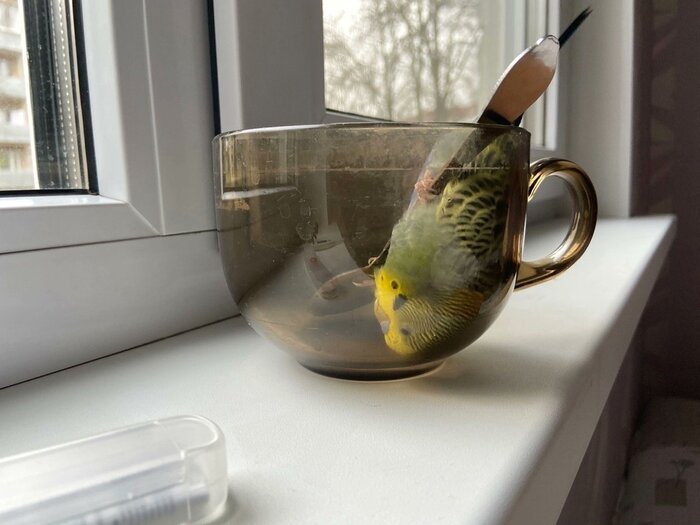 Это что, чай с попугаем?