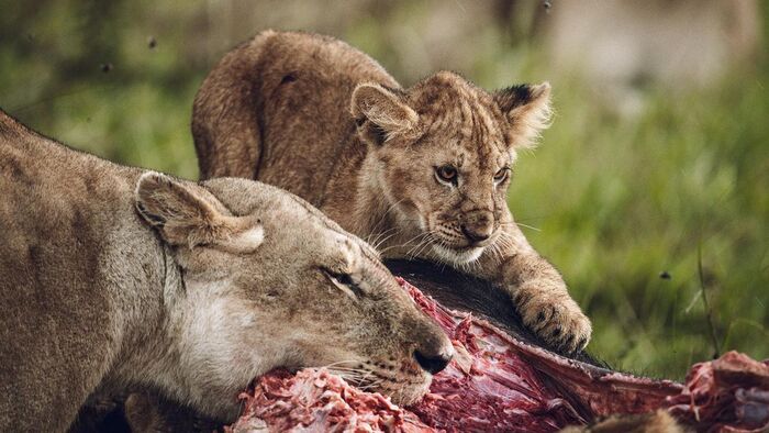 И мне кусочек