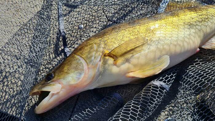 Сегодня день разведки, очень много мест удалось проверить на большом участке водоема, ситуация на воде ясна