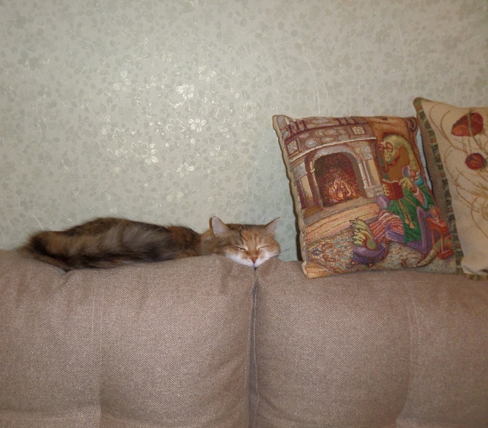 Один глазок спи, другой - бди Забавное, Трехцветная кошка, Кот, Домашние животные, Милота