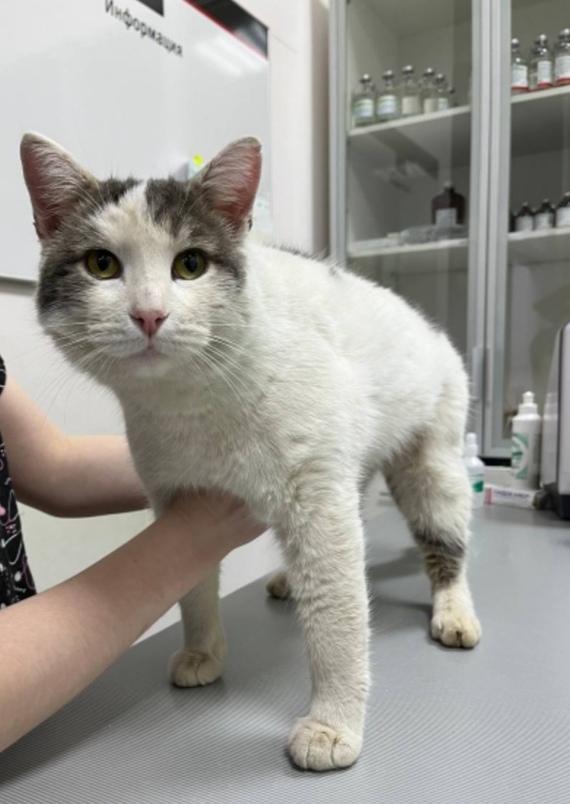 ������. ������������ � ��������� ��� ��������