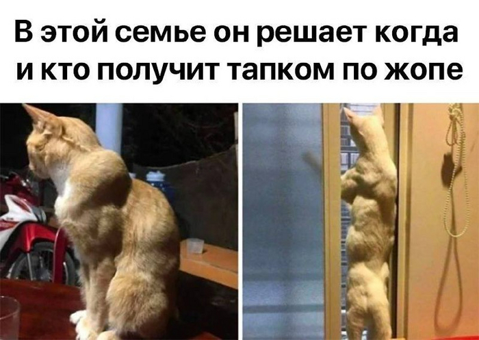 И кто здесь хозяин? | Пикабу