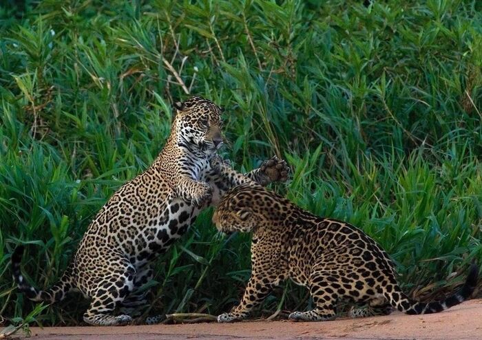 Ягуары дерутся из-за самки