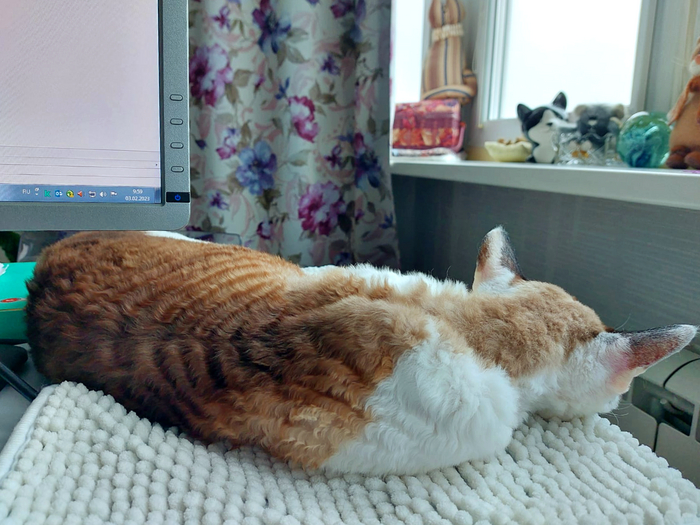 Котики спят, работа делается