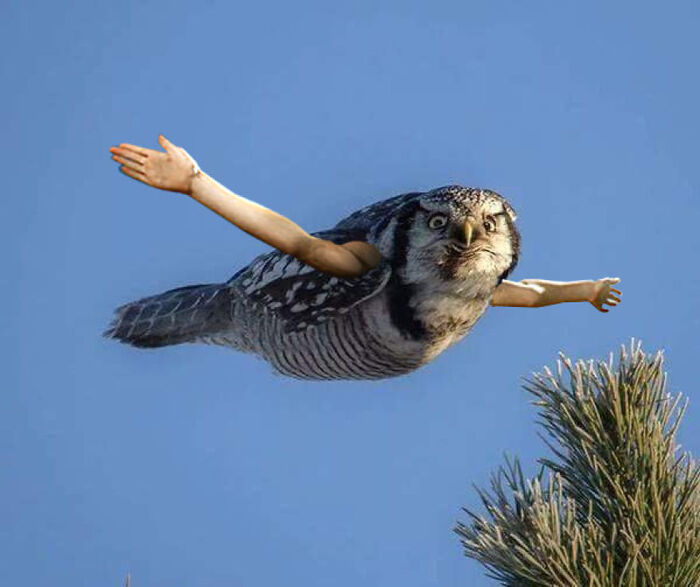     , , , , Angry Birds, Photoshop