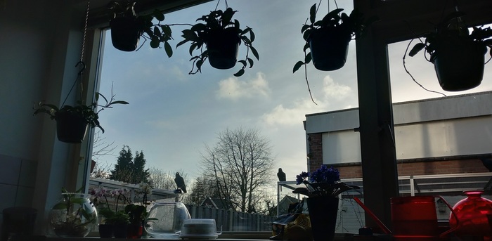 Хугин и Мунин