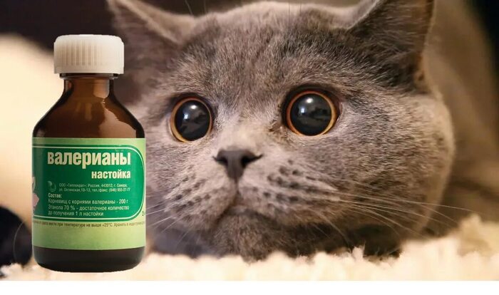 ���� ���������� �� ������ � ����, � ����...