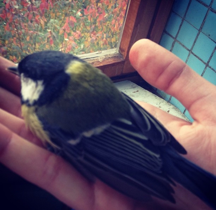 Лучше синица в руках | Пикабу