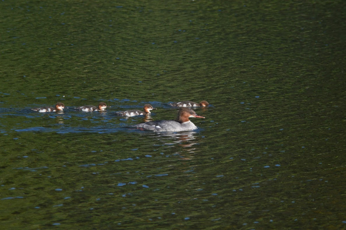 Крохаль и утята Nikon, Фотография, Сибирь, Красноярск, Крохаль, Утята, Длиннопост