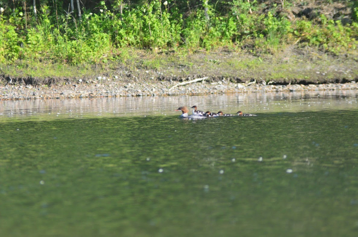 Крохаль и утята Nikon, Фотография, Сибирь, Красноярск, Крохаль, Утята, Длиннопост