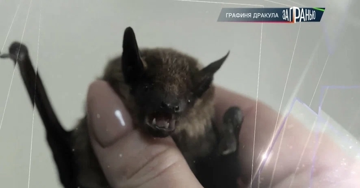 Как выглядит летучая мышь в реальности