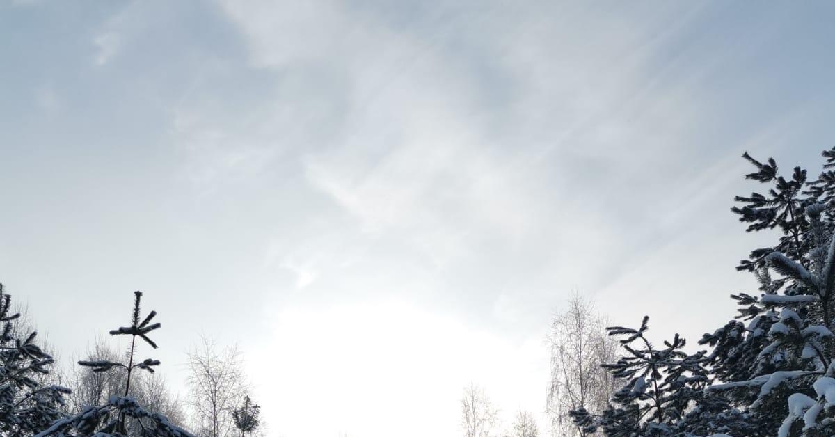 Лес, я люблю тебя! | Пикабу