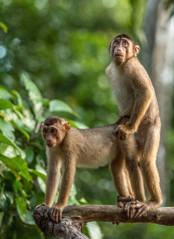 обезьяна и девушки зоо порно