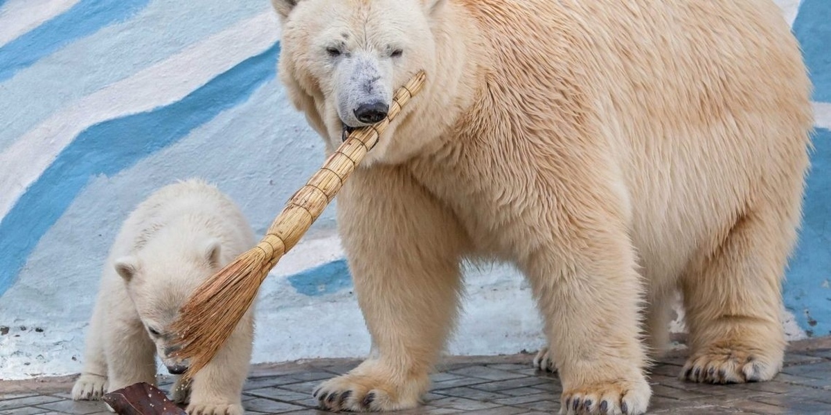 Зоопарк новосибирск белые медведи. Новосибирский зоопарк медведи.