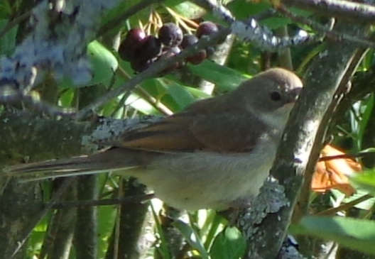 Серая Славка