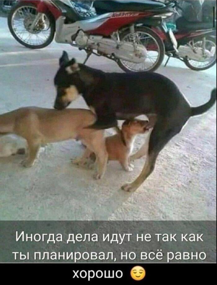 Пошлые мемчики | Пикабу