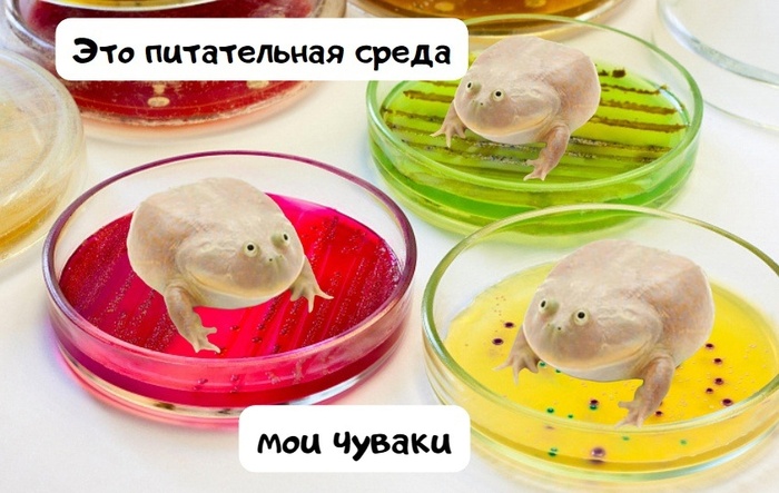 С Днём жабьего срединства!