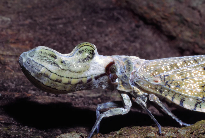 Суринамская фонарница , или бабочка- крокодил