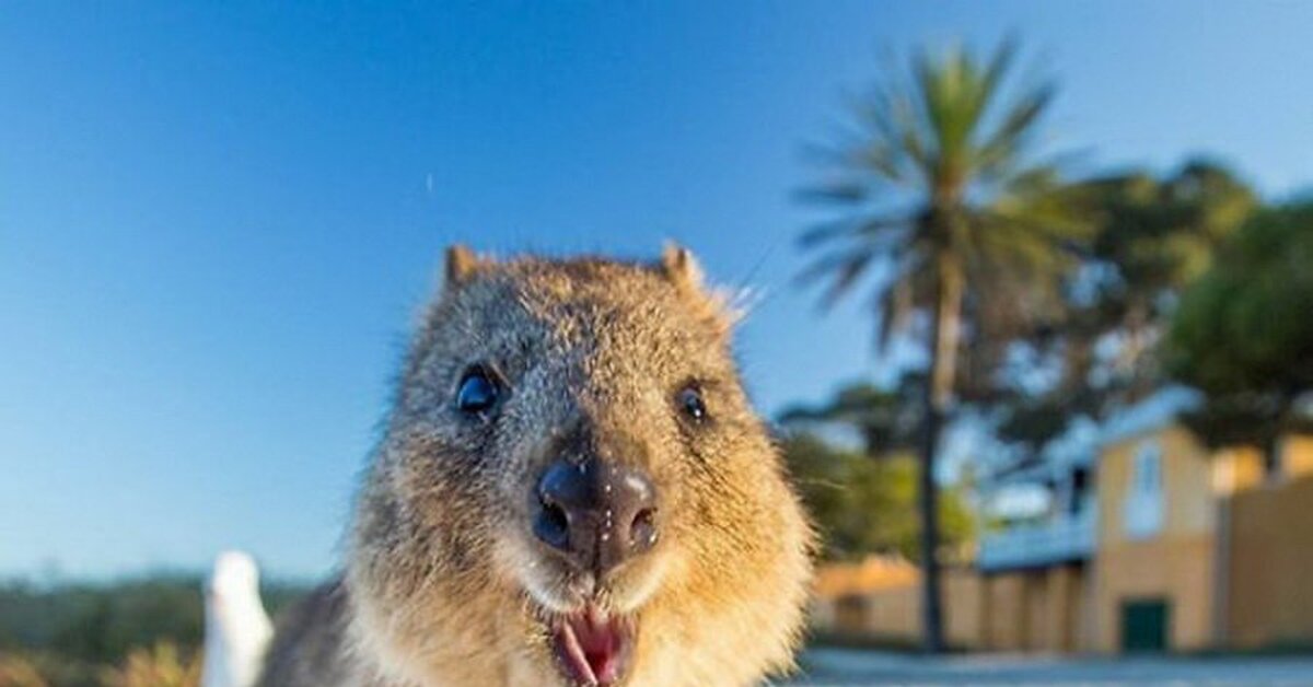 3 глава улыбающиеся зверьки. Квокка эндемики Австралии. Квокка и капибара. Маленькие кенгуру Квокка. Хан Квокка.