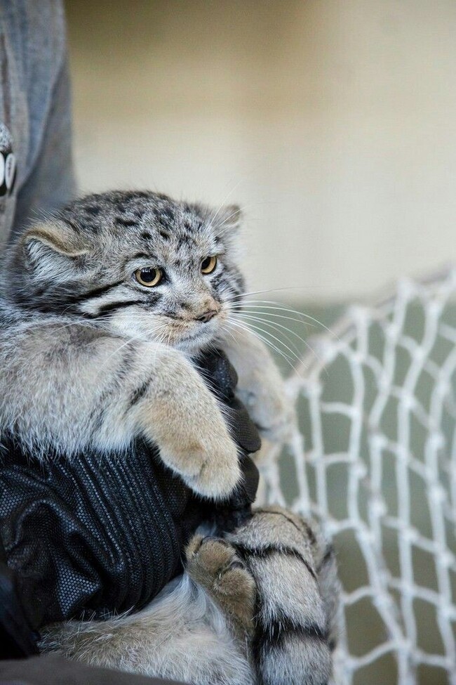 Больше манулов