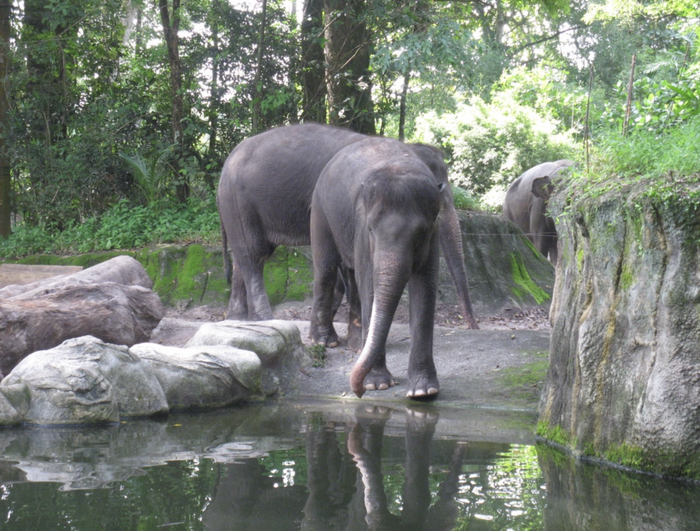 Зоопарк Сингапура: львов - не кормить, людей - не есть! Путешествия, Поездка, Зоопарк, Сингапур, Вокруг света, Длиннопост