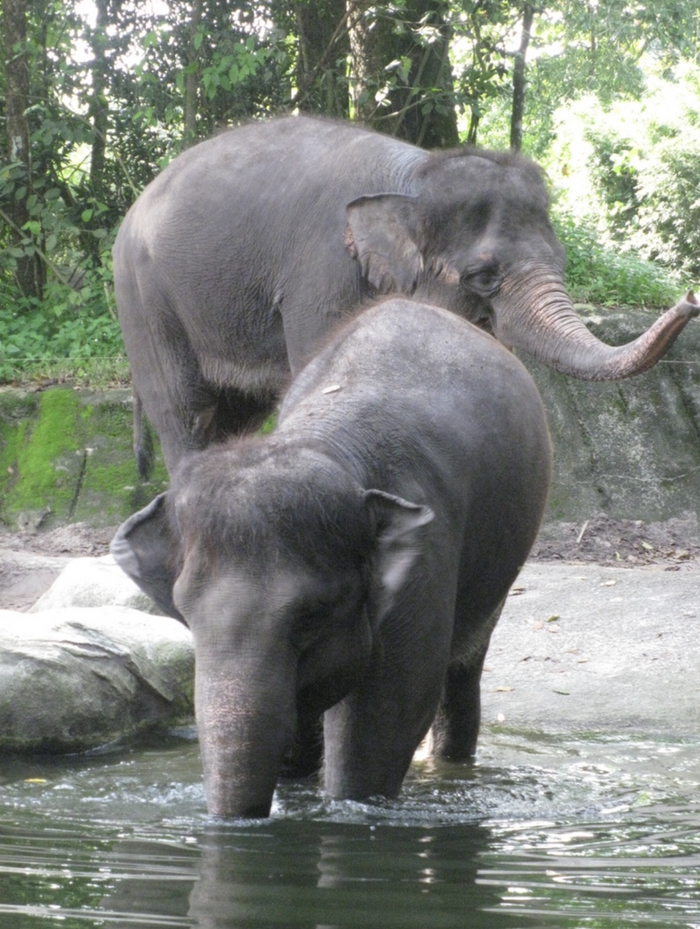Зоопарк Сингапура: львов - не кормить, людей - не есть! Путешествия, Поездка, Зоопарк, Сингапур, Вокруг света, Длиннопост