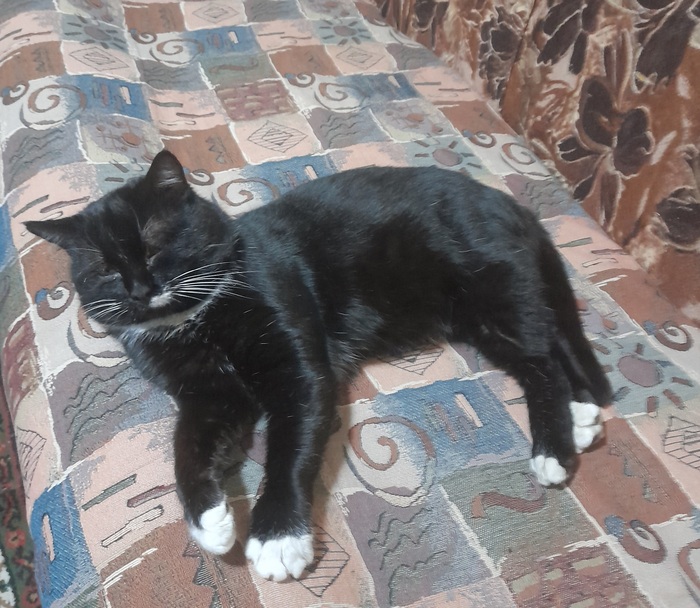 Коты наше всё