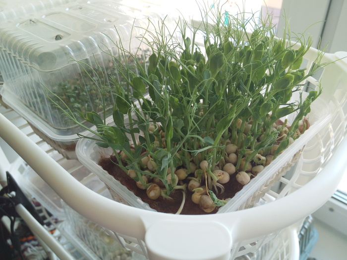 Jak jsme začali pěstovat microgreens Microgreens, Zdravá výživa, Dlouhý příspěvek, Osobní zkušenost