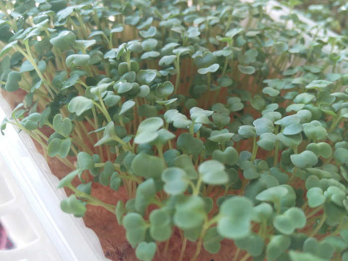 Jak jsme začali pěstovat microgreens Microgreens, Zdravá výživa, Dlouhý příspěvek, Osobní zkušenost