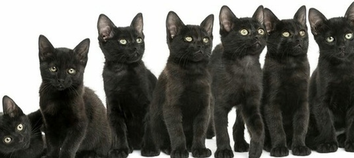 много черных котов. много котов. много чёрных кошек. много черных котят. черные коты много.