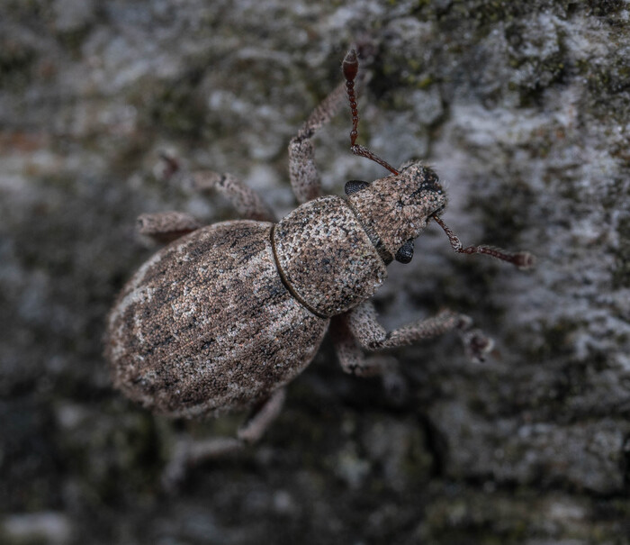 Долгоносик в камуфляже