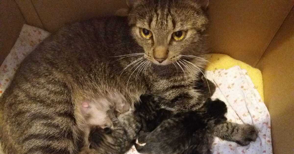 Как кошки родили котят. Родовспоможение кошке. Как кошки родили котят. Родовспоможение кошке. Как кошки родили котят.