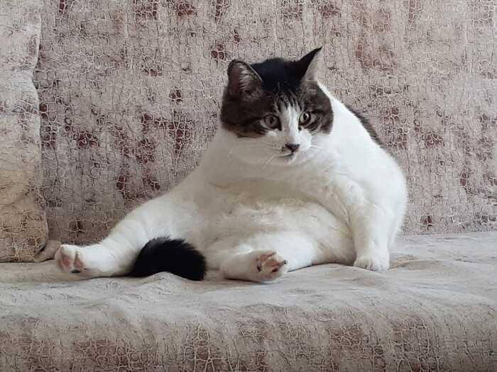 Семён Нерпович