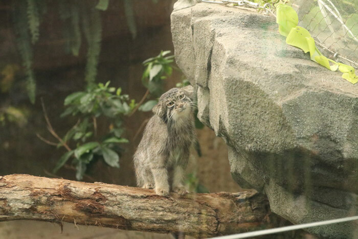 ������� ����� � ������� ���������))