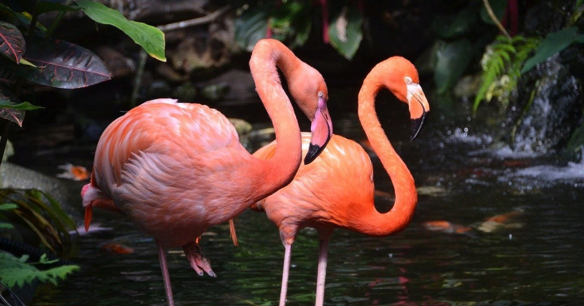 Фламинго. Обыкновенный Фламинго. Розовый Фламинго. Розовый Фламинго птица. Фламинго розовый (Phoenicopterus roseus).