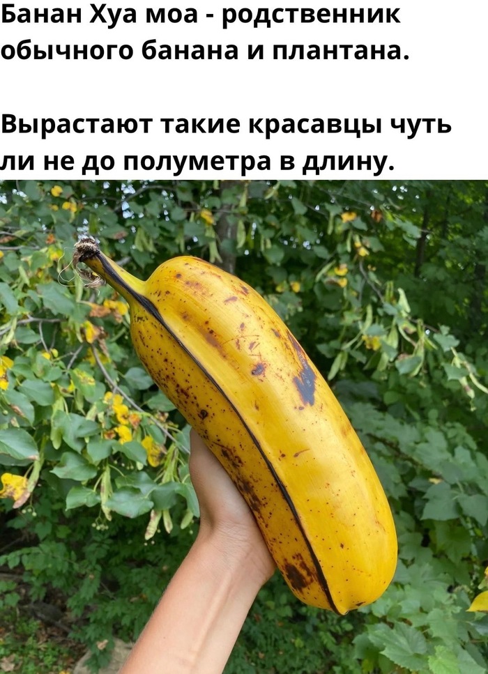 Банан пикабушника Банан, Пикабушники, Картинка с текстом
