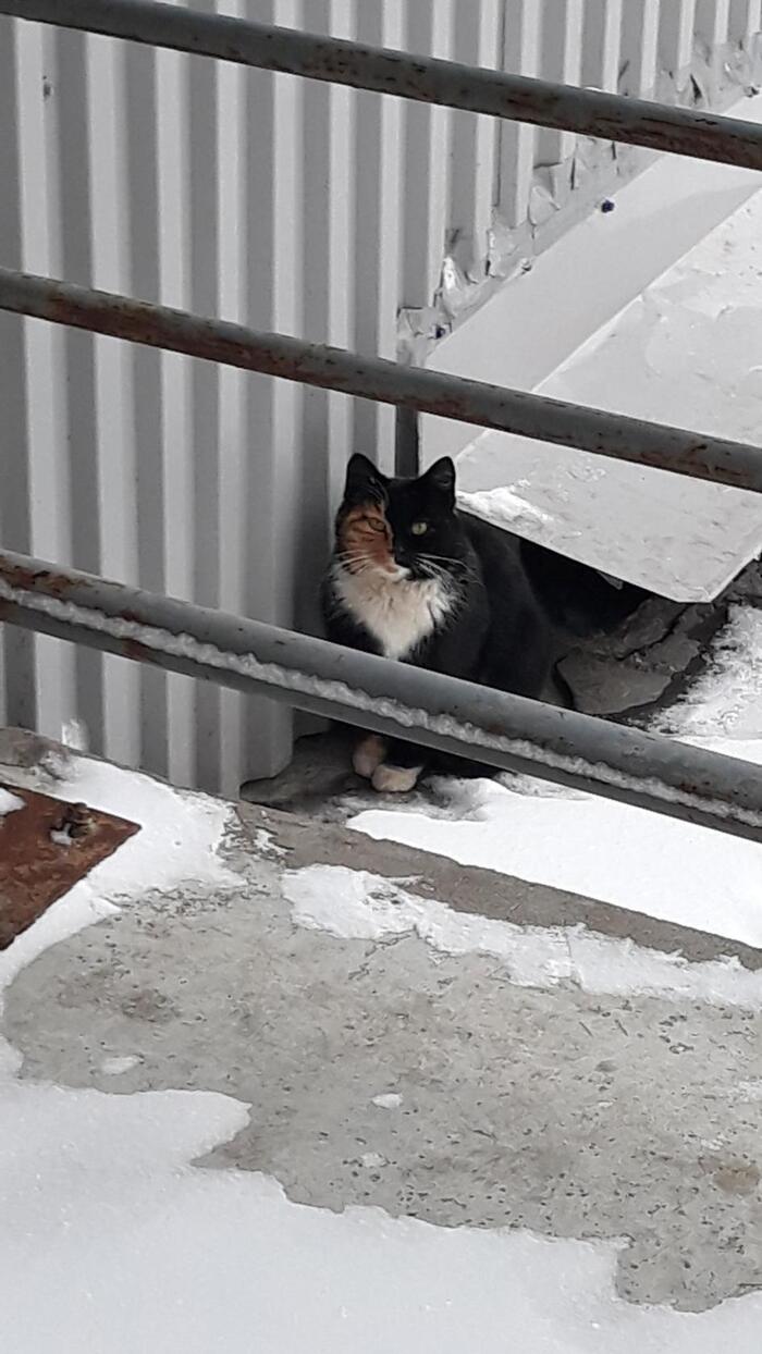   ,  , 