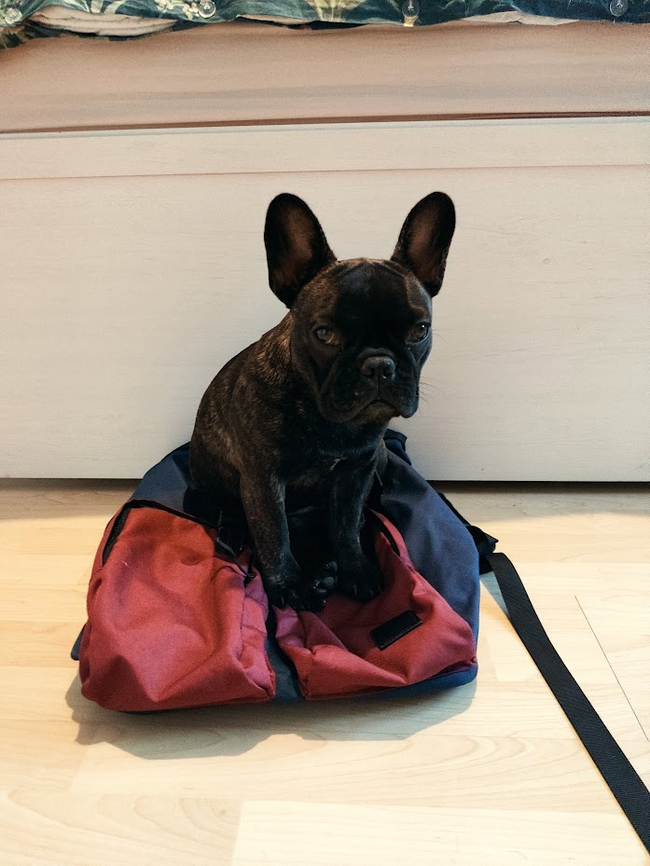 Ты куда собрался, хозяин? без меня?