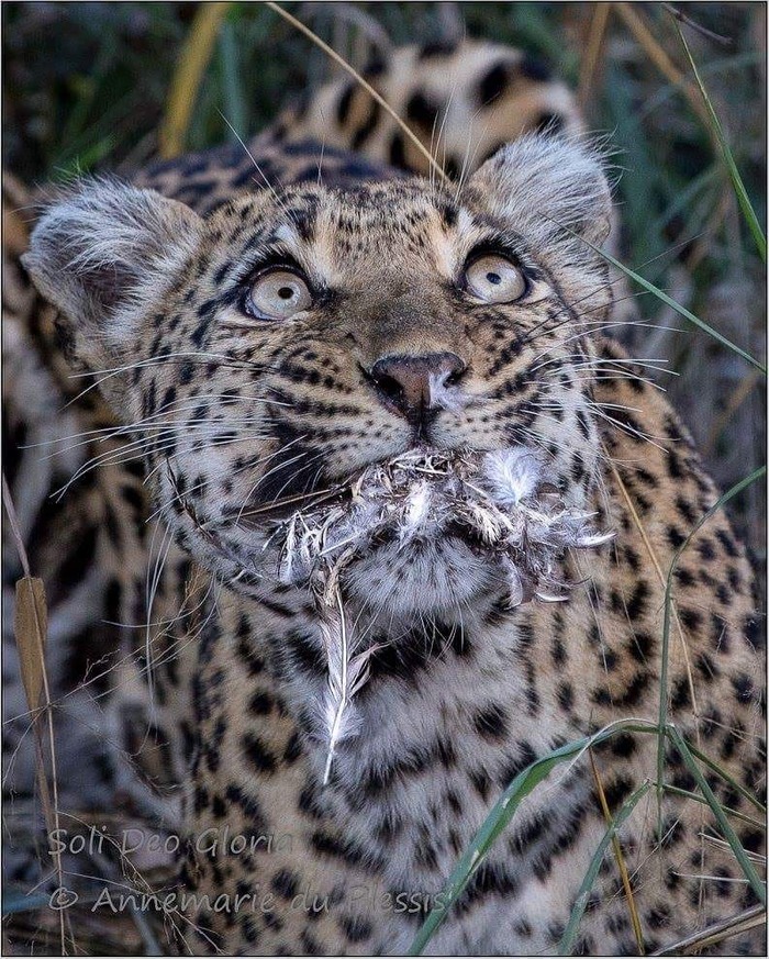 И пух, и перья