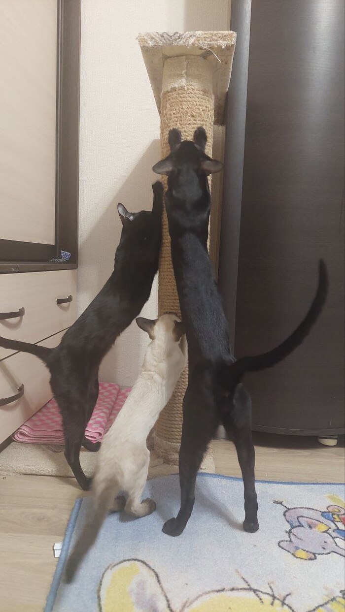 ������� ���� ��������