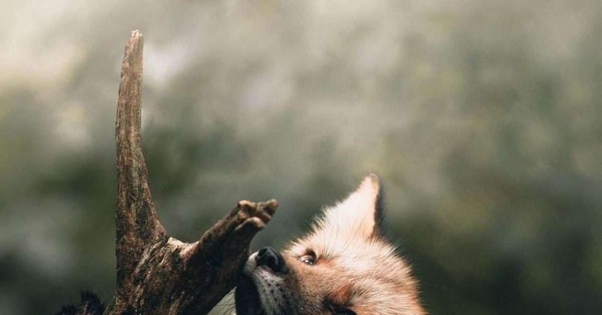 Рыжая плутовка | Пикабу