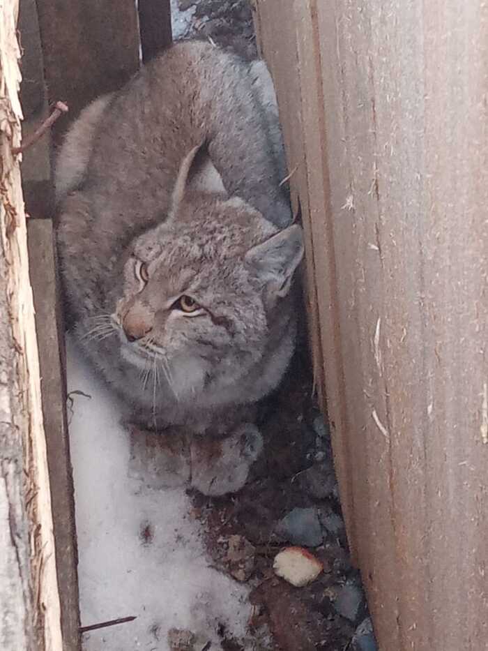 Кыс-кыс-кыс...