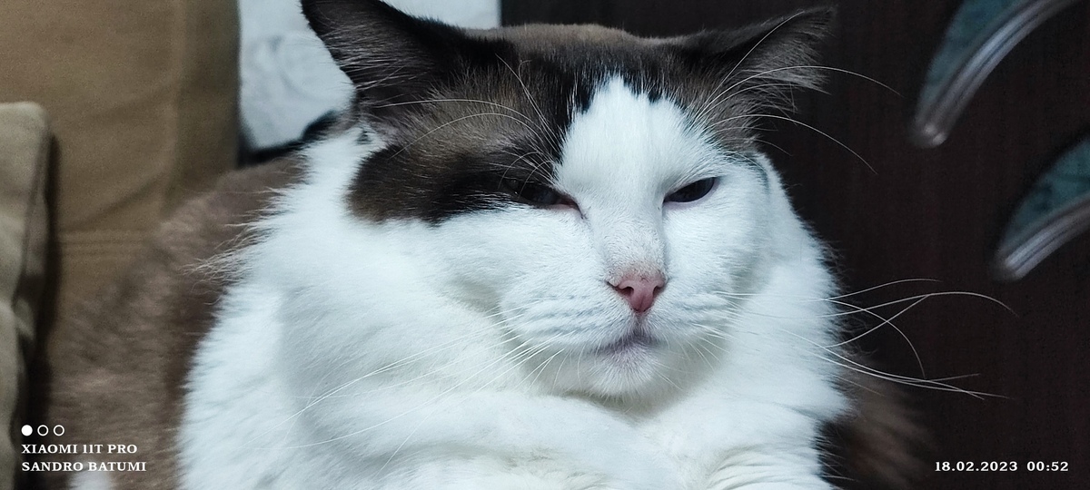 Лео кот